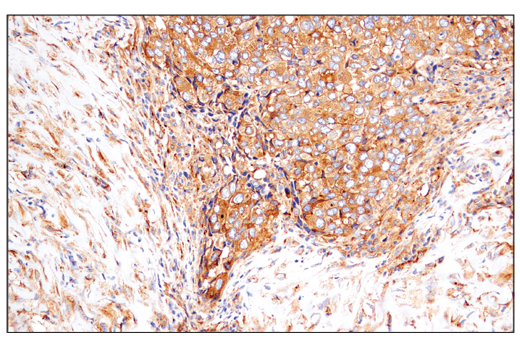 IHC-P (paraffin)